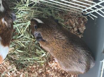 Rescue Guinea Pig Guinea Pigs for Adoption in Greenville, North Carolina - Chocolate | PetCurious
